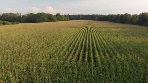 Aerial View of a Green Cornfield