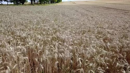 Rye Field Aerial Shot. Drone Flying Low Over Ears Of Rye. Aerial View Of Golden Rye. Summer 2019, Po