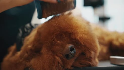 Fluffy Dog Getting Brushed at the Groomers