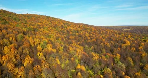 The Tops of Forest Trees with Bright Colorful Leaves in the Autumn Season