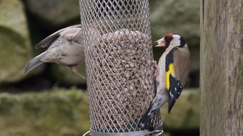 Garden Sparrow and Goldfinch, feeding in an English Garden