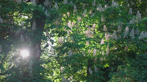 Ein wunderschöner Kastanienbaum blüht mit weißen Blüten. Die Sonne durchbricht das Laub.