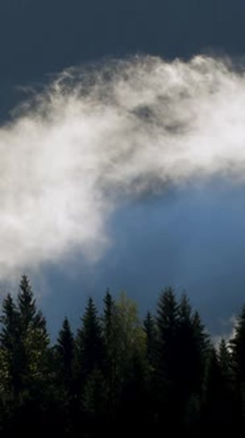 Vertical Screen Dense European Forest in Foggy Weather Beautiful Untouched and Pristine Natural