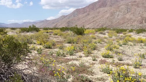 Bushes and Yellow Wildflowers in Badlands, Drone Shot