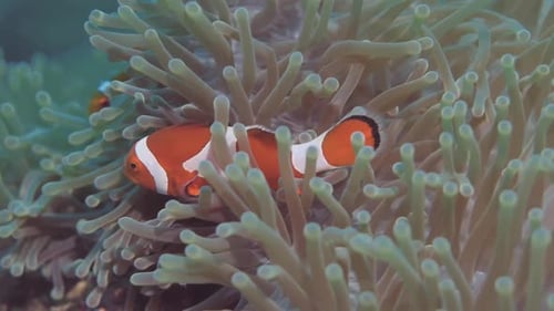Clownfish Swims Among Coral Reef Forest in Turquoise Waters