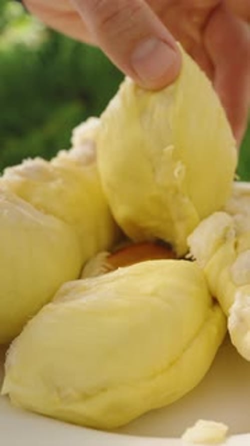 Vidéo verticale. Ramasser à la main un segment de durian jaune dans une assiette blanche remplie de segments