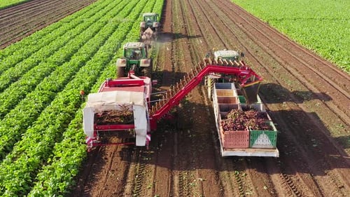 Beetroot Harvesting process, Early morning aerial follow footage