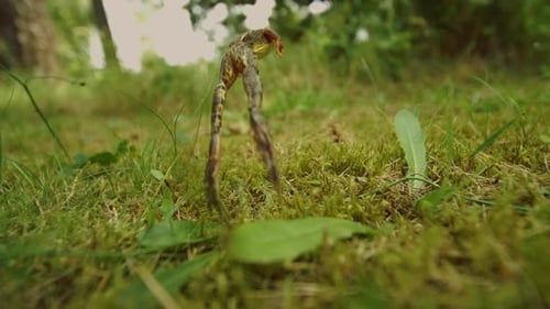 Frog Leaping Over Vivid Green Grass In Daytime