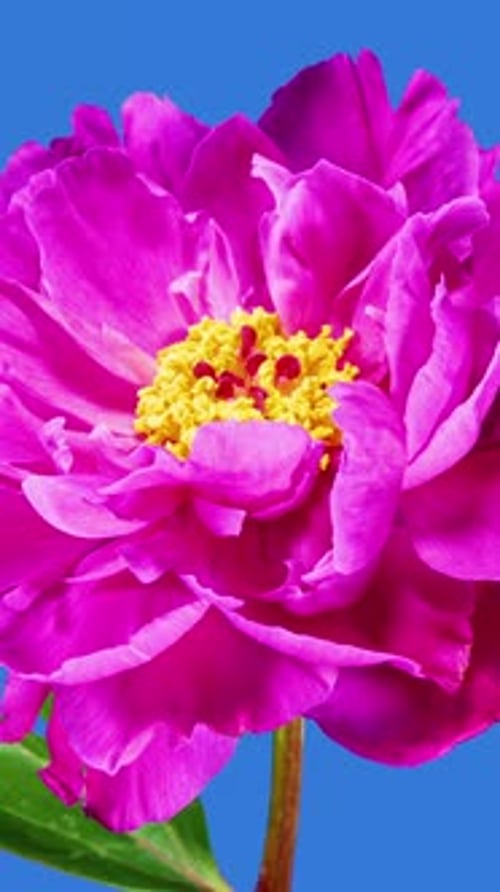 Red Peony Open Flower in Time Lapse on a Blue Background. Wedding Concept. Side View on Pink Flower
