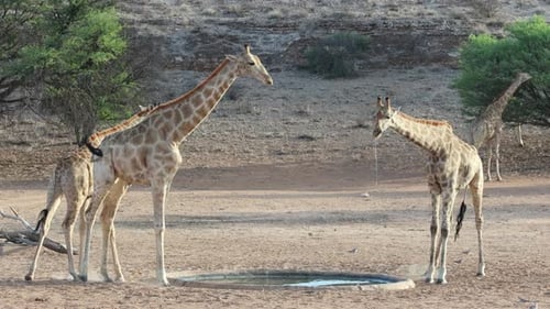 Three giraffe drinking at a small waterhole while another giraffe is feeding in the background.