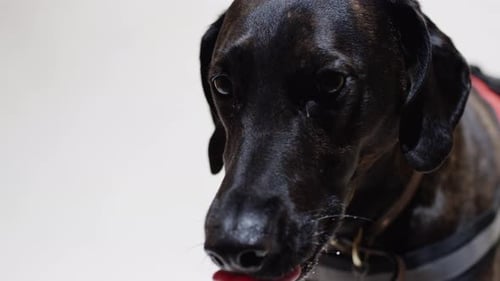 Dog Licking Nose Close Up in a Home