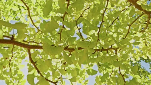 Vue à angle réduit des feuilles de ginkgo vert vif