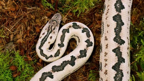 Slow-motion shot of a white snake with black patterns slithering across a mossy forest floor