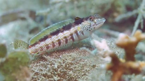 Lizard Fish Swims Over Reefs in Waters of Philippines