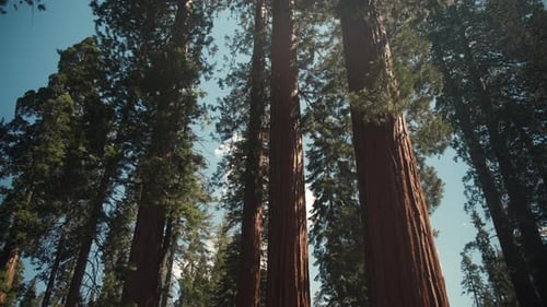 Serene Morning Shot of Sequoia Trees in Mariposa Grove, Yosemite National Park