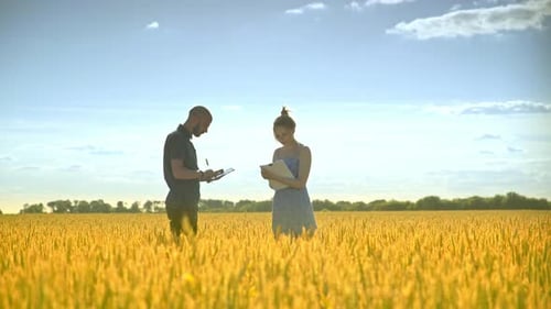 Golden wheat field conversation young man with tablet discussing harvest with agronom