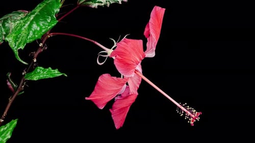 Pink Hibiscus Opens Big Flower in Time Lapse on a Green Variegated Leaves. Blooming Red Plant