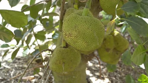 Blick auf die Jackfrucht auf einem Baum, der sich umdreht und ihre grüne Schale und ihre Ähren und Blätter am Baumsockel zeigt o