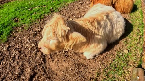 Light-colored Highland calf rests on sunlit ground in a rural farm pen, its long shaggy coat and