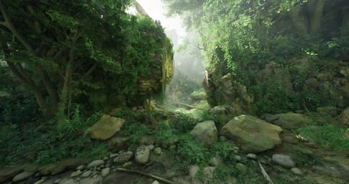 Lush Green Forest with Sunlight Filtering Through Trees During Daytime