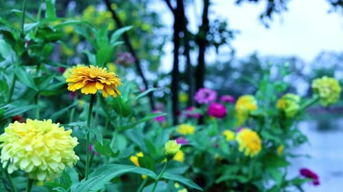 Outdoor Summer Flowers In The Garden