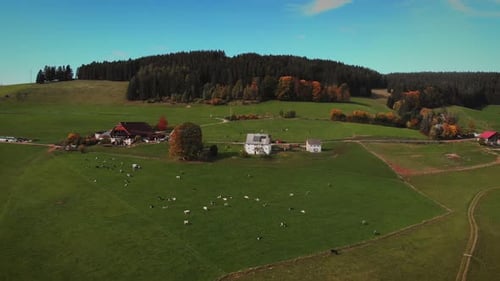 Cows grazing on hill