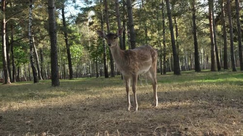 Deer Standing in Forest Clearing on Sunny Day