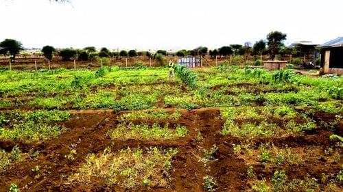 Rural agricultural farms in Kenya. Drone pilot land survey. Smart Agriculture technology.