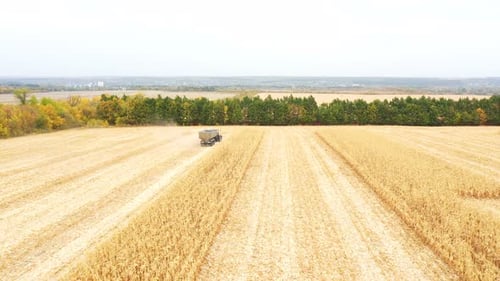 Aerial Shot of Farmland During Harvesting Process View From High to Agricultural Machinery Gathering
