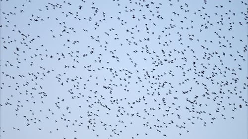 Blick auf eine Horde Krähen, die auf blauem Himmel im Hintergrund fliegen