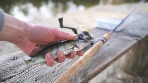 Hand Holding Small Fish Next to Fishing Rod