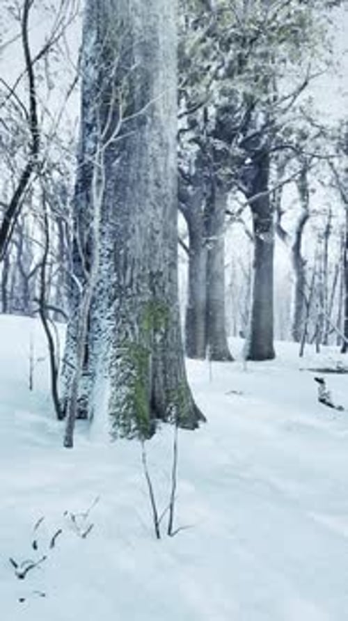 Moving Through a Tranquil Snowy Forest Scene