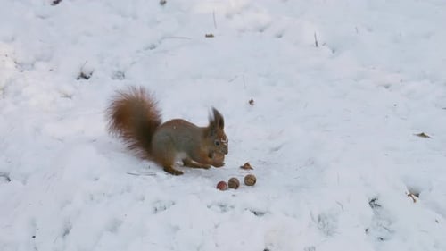 A forest squirrel picks nuts from a tree stump covered in snow in winter.