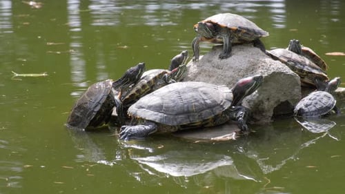 Schildkröten im Teich sitzen auf Stein