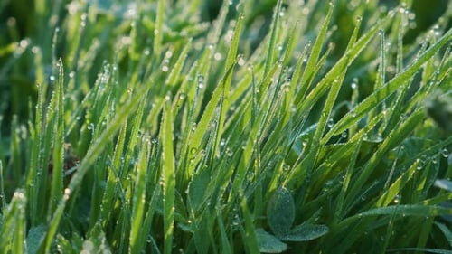 Close up of green grass with dew drops in the morning on the springtime