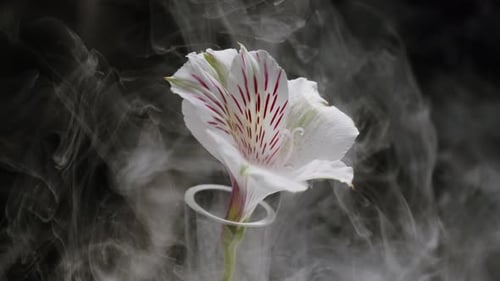 White Flower on Black Background in Smoke Smoking Fog Vapour Texture Closeup