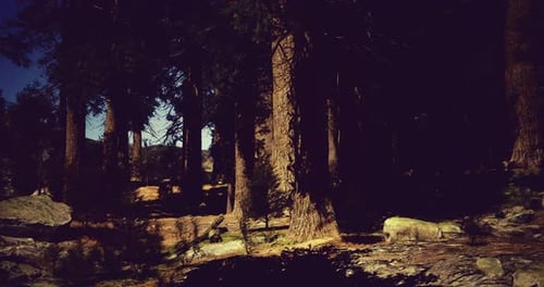 Sunlight Filters Through Tall Trees in a Serene Forest Setting Near Mountains