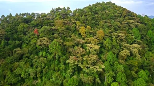 Drone push in toward Bwindi rainforest canopy revealing valley Uganda