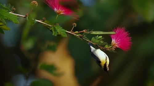 Purpurroter Sonnenvogel im Bardia-Nationalpark, Nepal