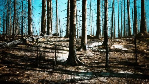 Broken Trees in Woods After Bombing or Artillery Fire