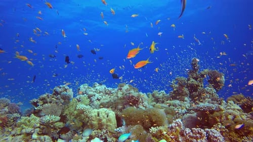 Tropical Underwater Colourful Reef