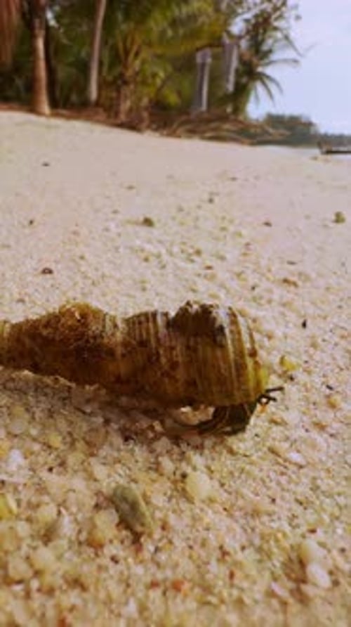 Vertical video. A Hermit Crab moves along bright Sand near Palm Trees in a low angle view with calm