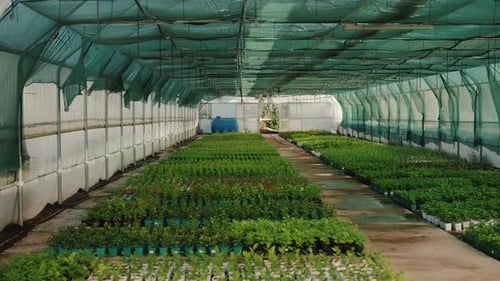 Plants Growing in Greenhouse for Agriculture and Farming