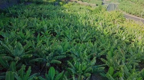 Aerial moving over small organic banana plantation on Madeira Portugal