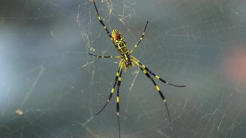 Joro Spider ( Trichonephila clavata or Nephila clavata ) hanging in the web with blurred river flowi