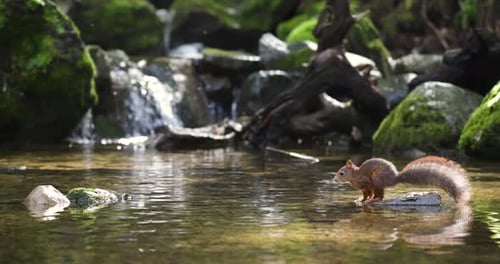 Red Squirrel Jump From Rock to Rock with Beautiful Light