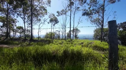 Green Grass and Trees in Rural Nature