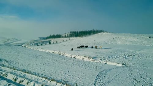 A 4k drone, cinematic, aerial, unique capture of Horses unleashed in the snow-blanketed landscape in