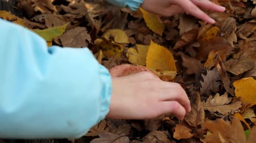 Closeup of a Girl Removing Yellow Fallen Leaves From a Mushroom in the Forest