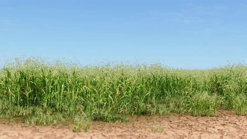 Vibrant Green Grass Growing on Arid Cracked Ground